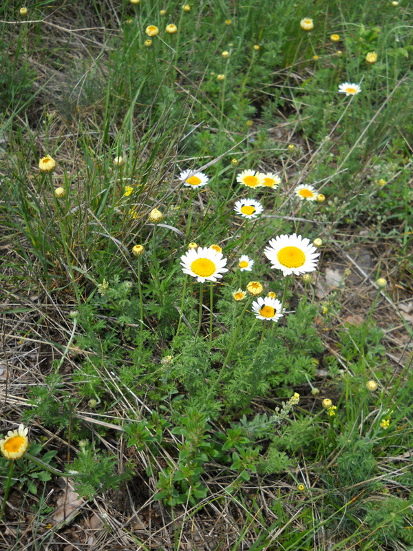 Image of genus Anthemis specimen.