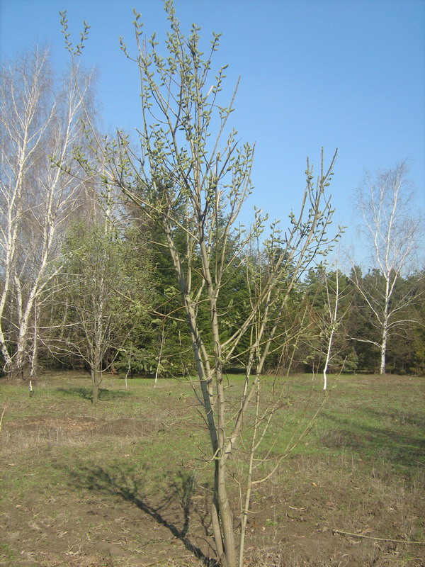 Image of Salix caprea specimen.