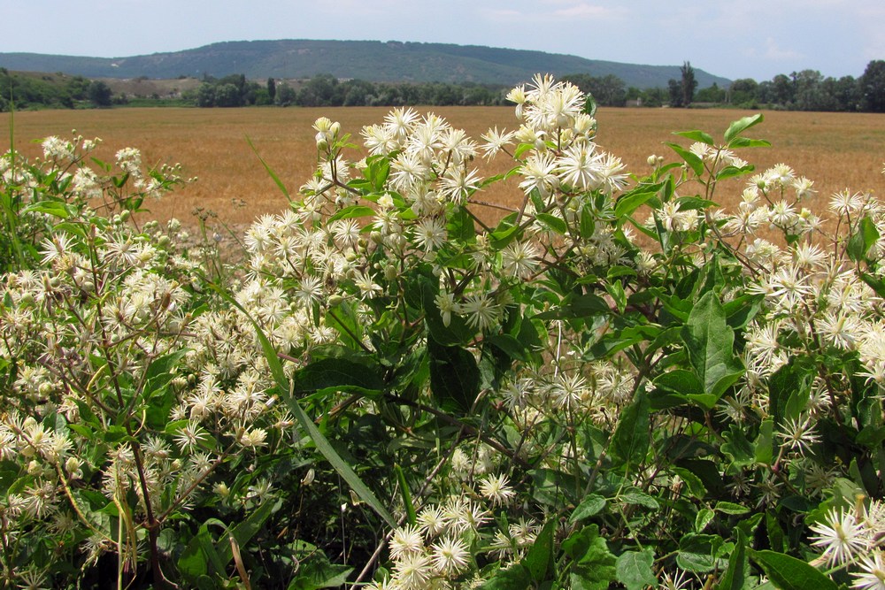 Image of Clematis vitalba specimen.