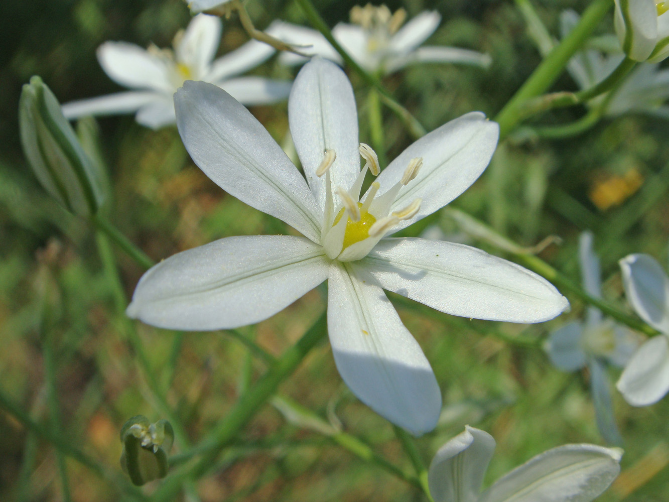 Изображение особи Ornithogalum ponticum.