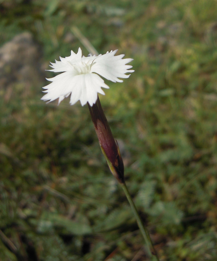 Изображение особи Dianthus cretaceus.