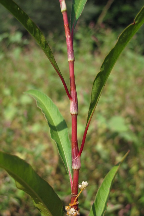 Изображение особи Persicaria lapathifolia.