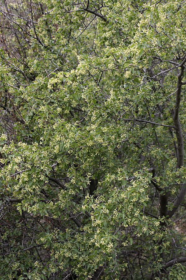 Image of Acer semenovii specimen.