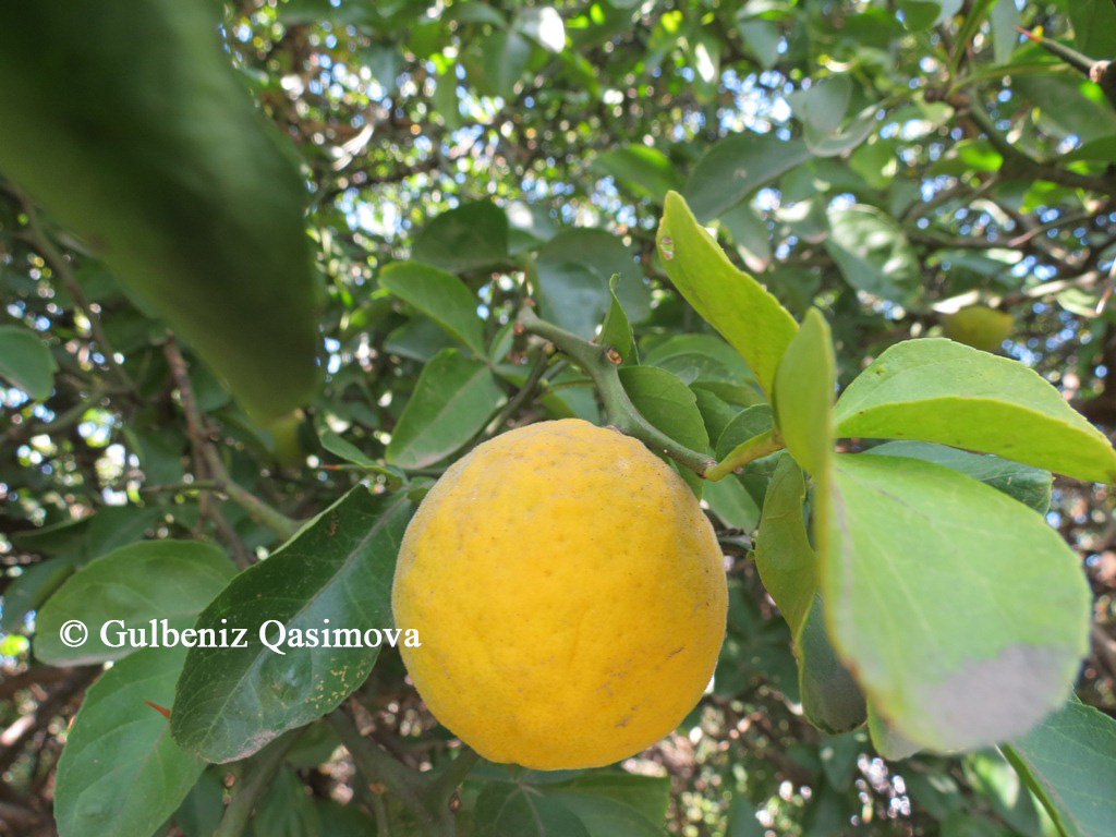 Image of Poncirus trifoliata specimen.