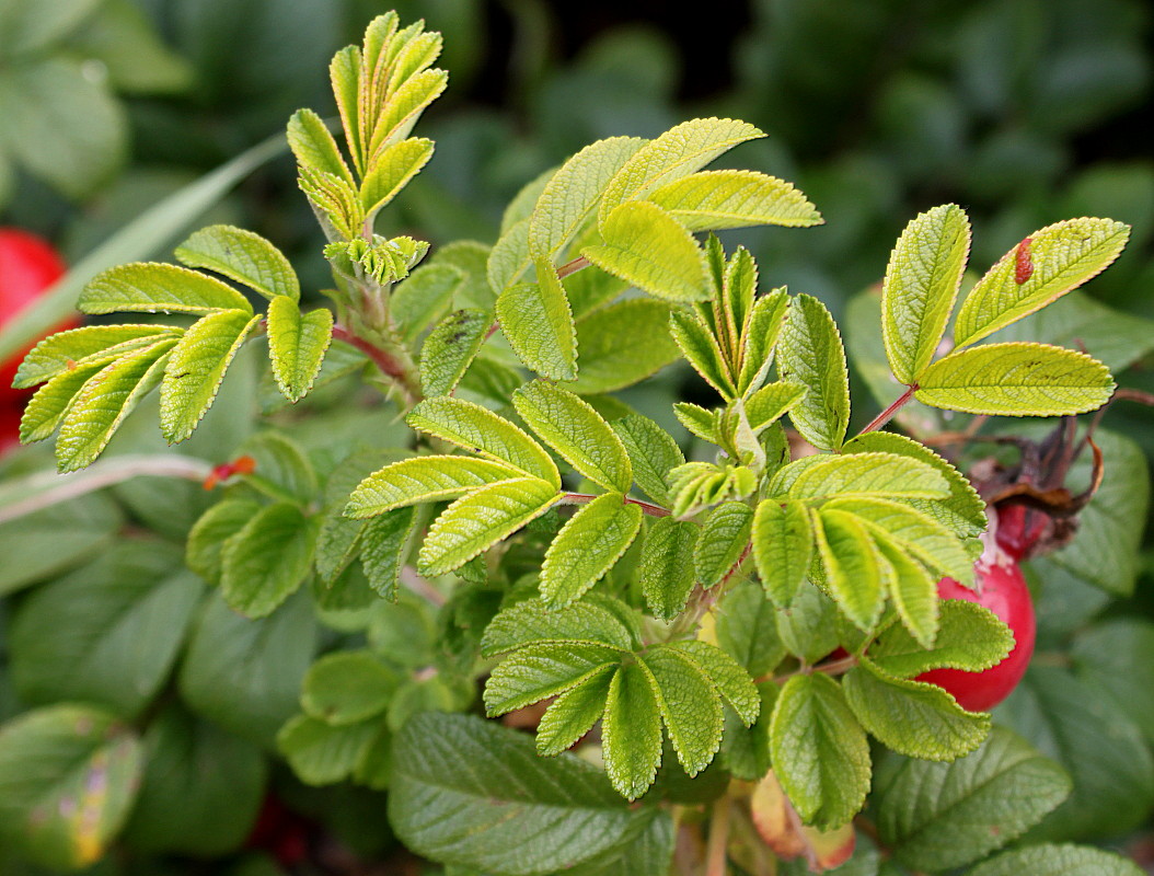 Image of Rosa rugosa specimen.