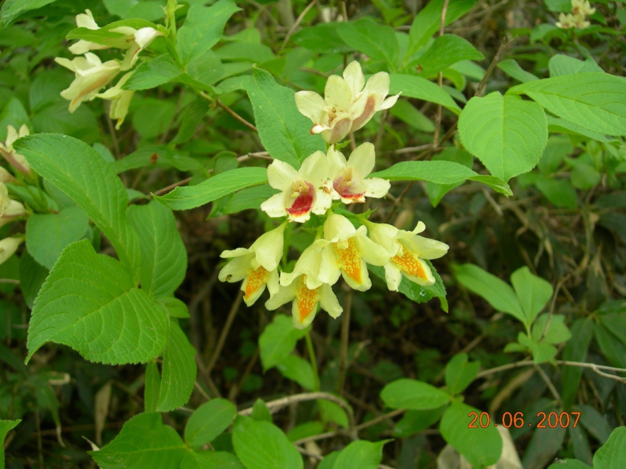 Image of Weigela middendorffiana specimen.