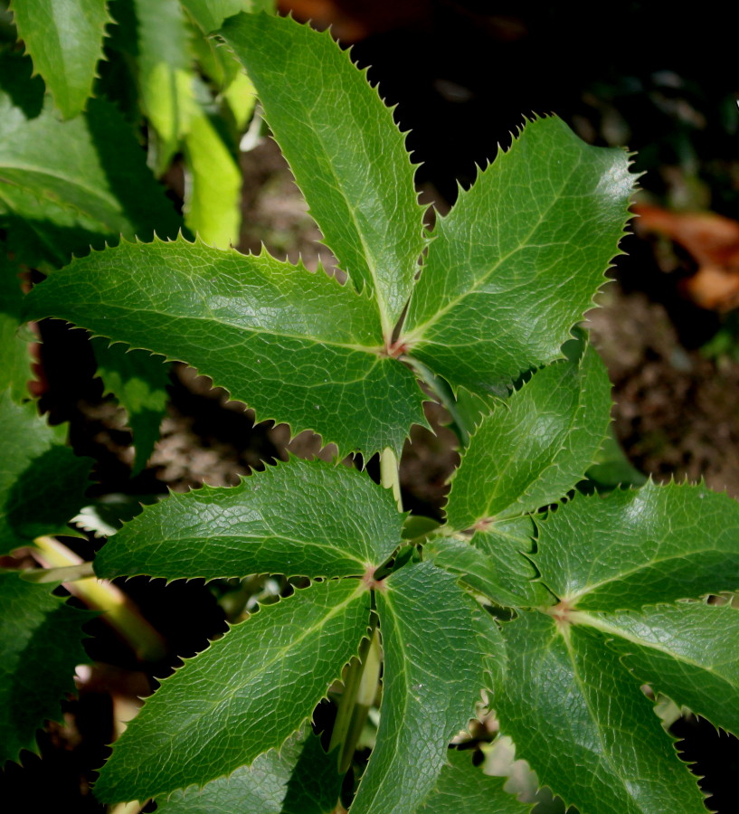 Изображение особи Helleborus argutifolius.