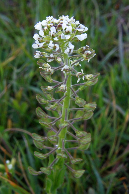 Изображение особи Lepidium campestre.