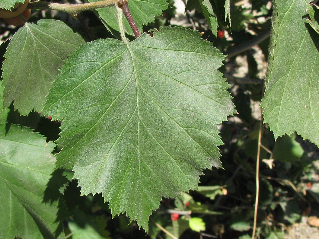 Image of genus Crataegus specimen.