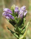 Campanula farinosa