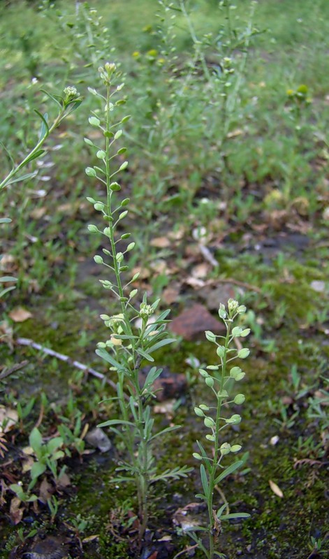 Image of Lepidium ruderale specimen.