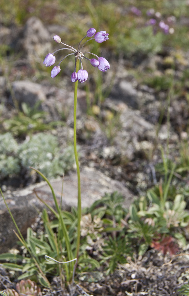 Image of Allium rubens specimen.