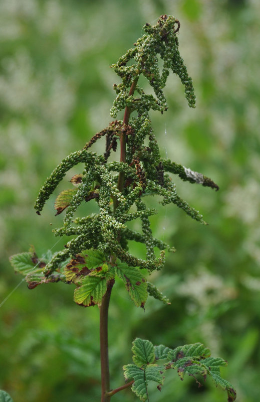 Изображение особи Aruncus dioicus.