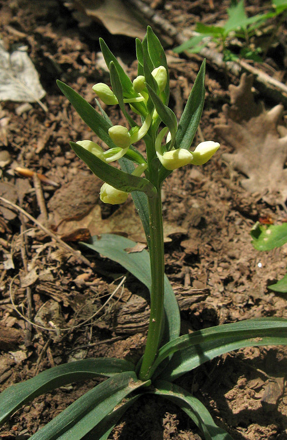 Изображение особи Dactylorhiza romana.