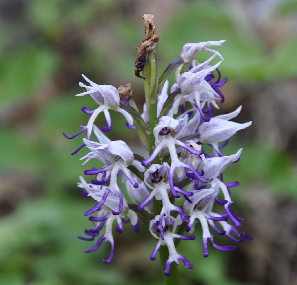 Image of Orchis simia specimen.