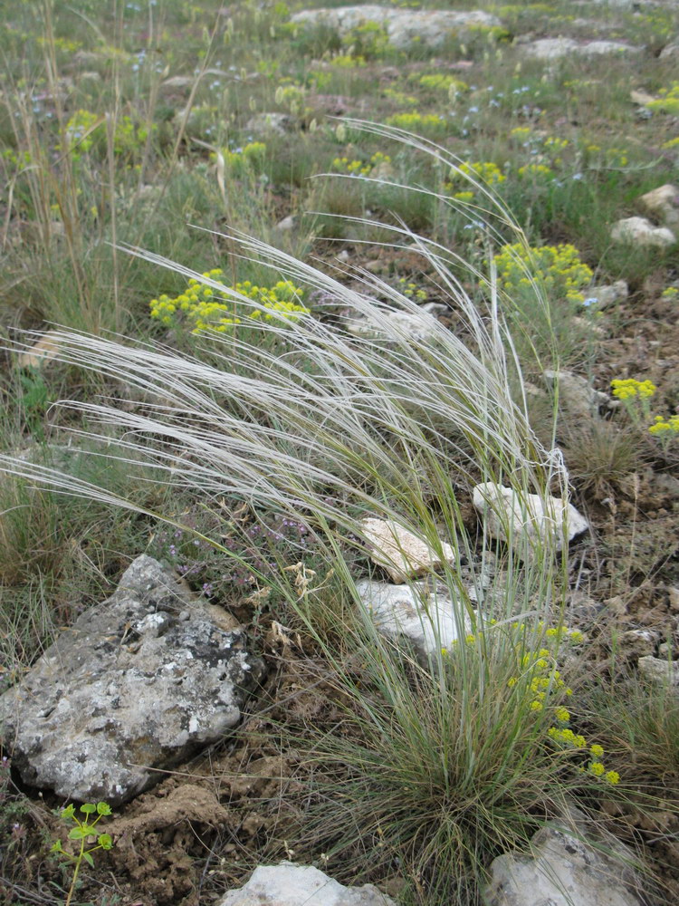 Image of Stipa ucrainica specimen.