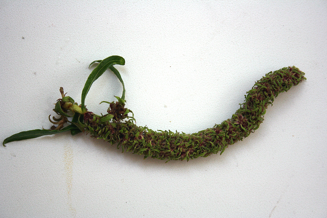 Image of Salix babylonica specimen.