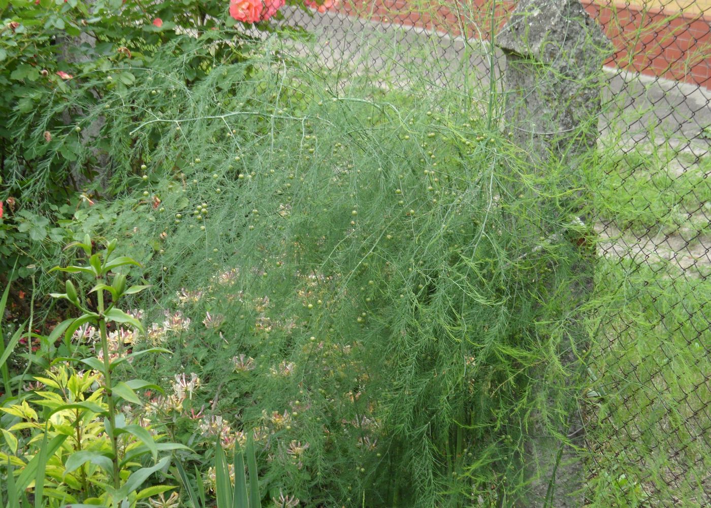 Image of genus Asparagus specimen.