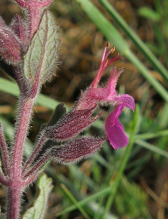 Image of Teucrium chamaedrys specimen.