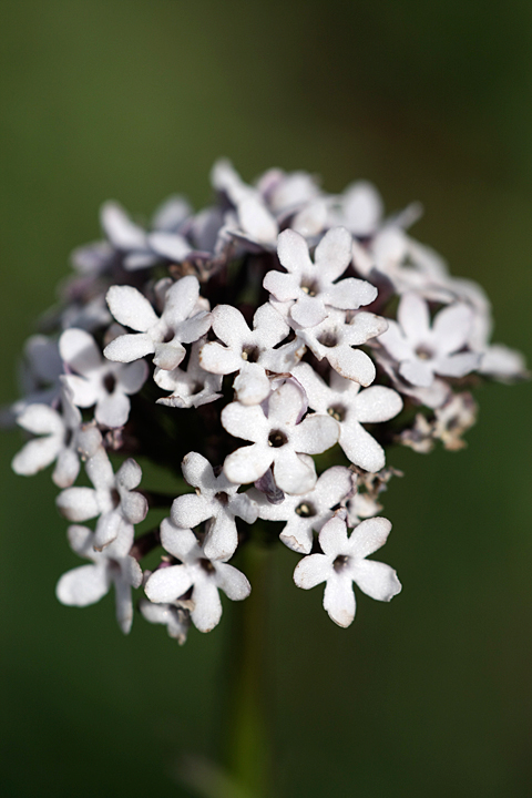 Image of Valeriana chionophila specimen.