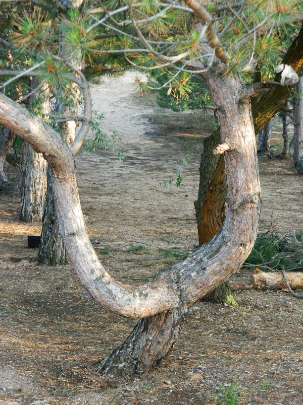 Image of Pinus pallasiana specimen.