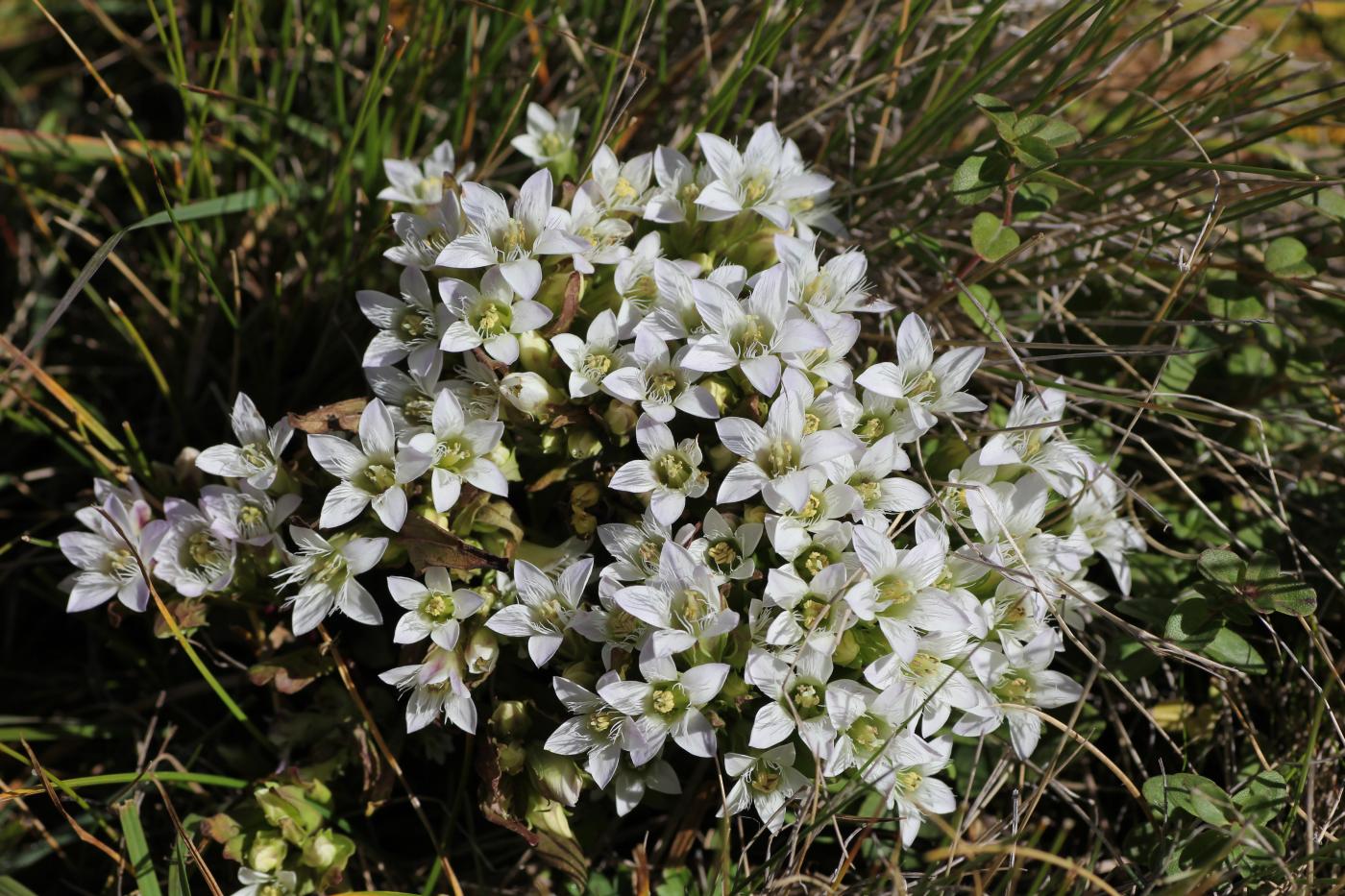 Image of Gentianella promethea specimen.