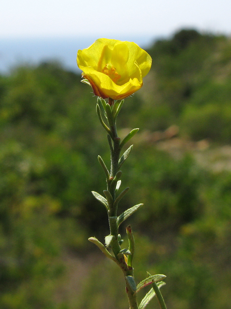 Image of Fumana procumbens specimen.