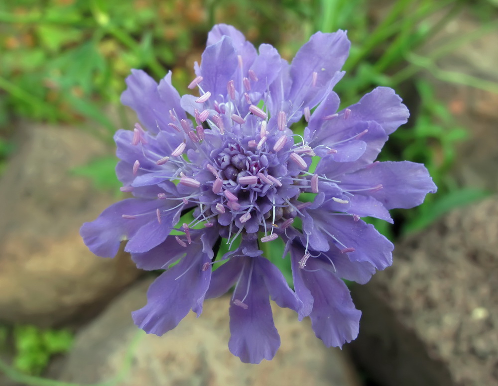 Изображение особи Scabiosa lachnophylla.