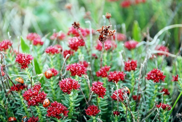 Image of Rhodiola coccinea specimen.