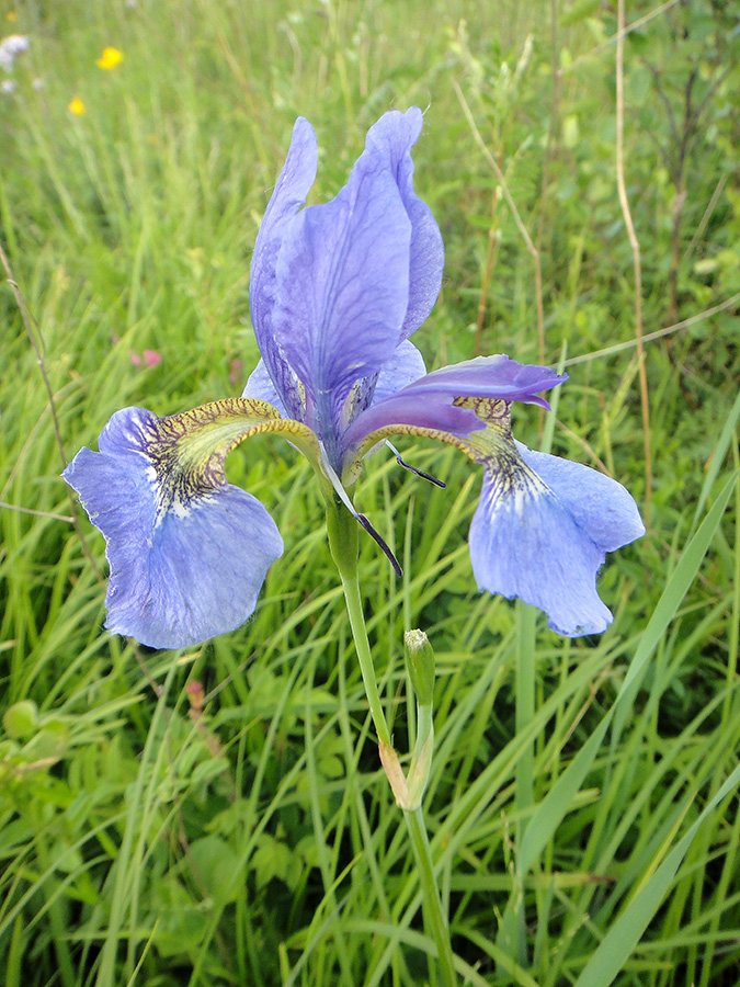 Изображение особи Iris sanguinea.