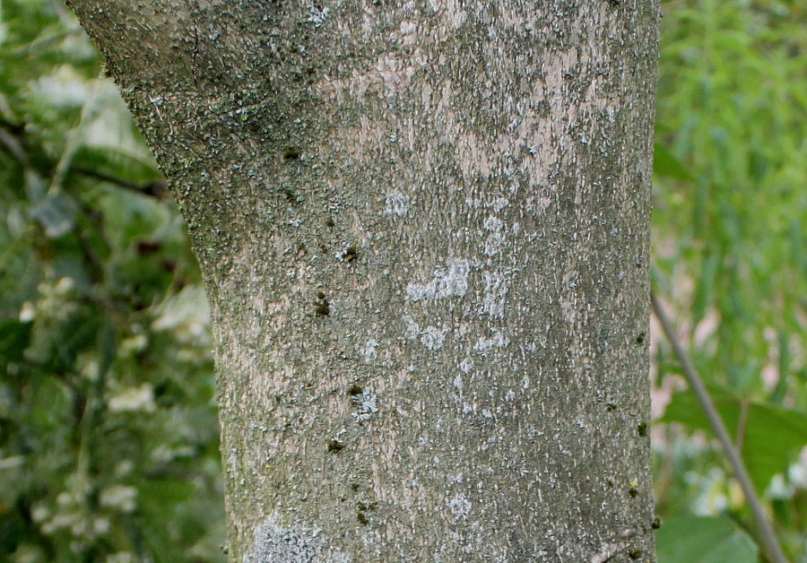 Image of Alangium chinense specimen.