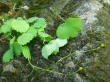 Ranunculus subtilis