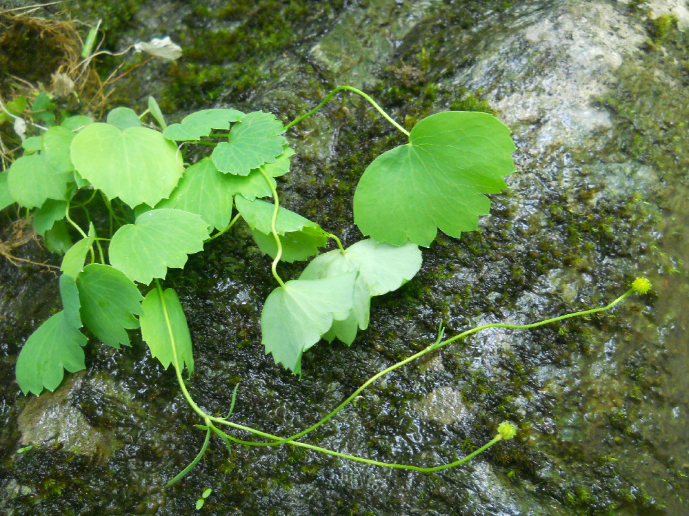 Image of Ranunculus subtilis specimen.