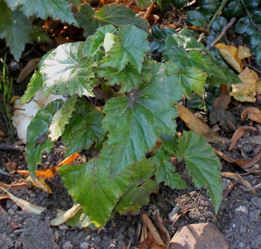 Image of Begonia &times; tuberhybrida specimen.