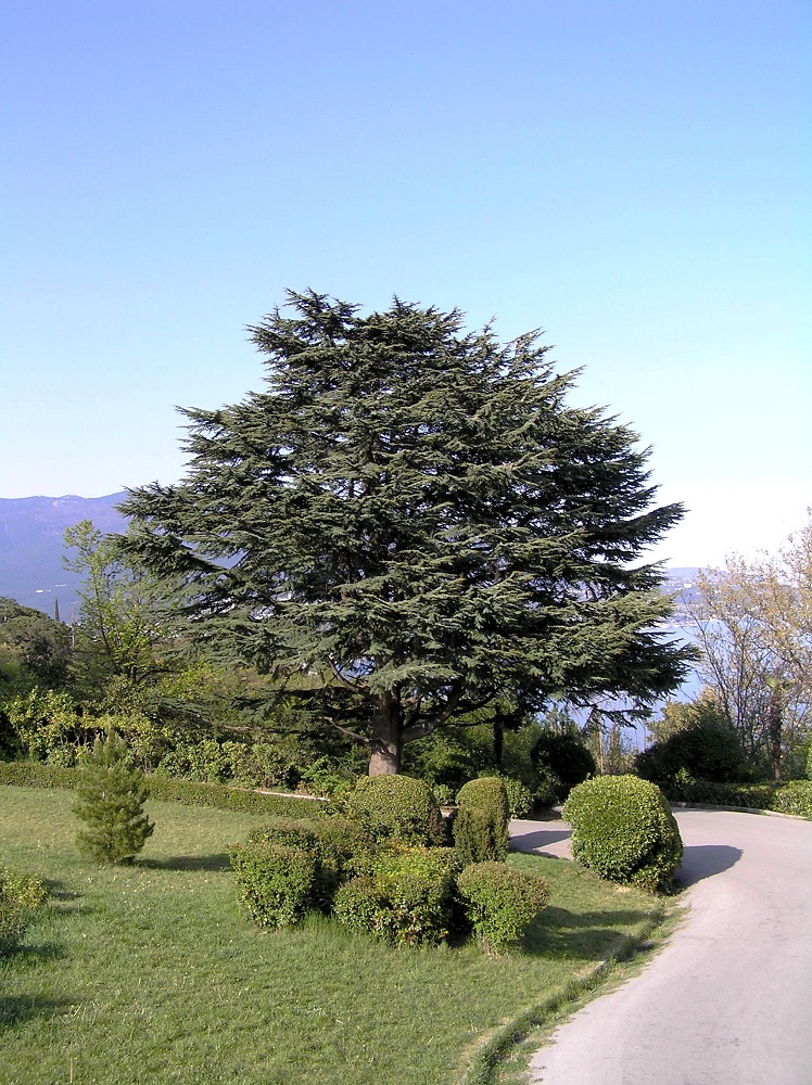 Image of Cedrus libani specimen.