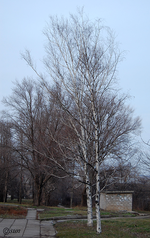 Image of Betula borysthenica specimen.