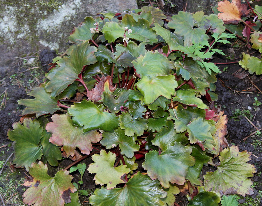 Image of Saxifraga fortunei specimen.