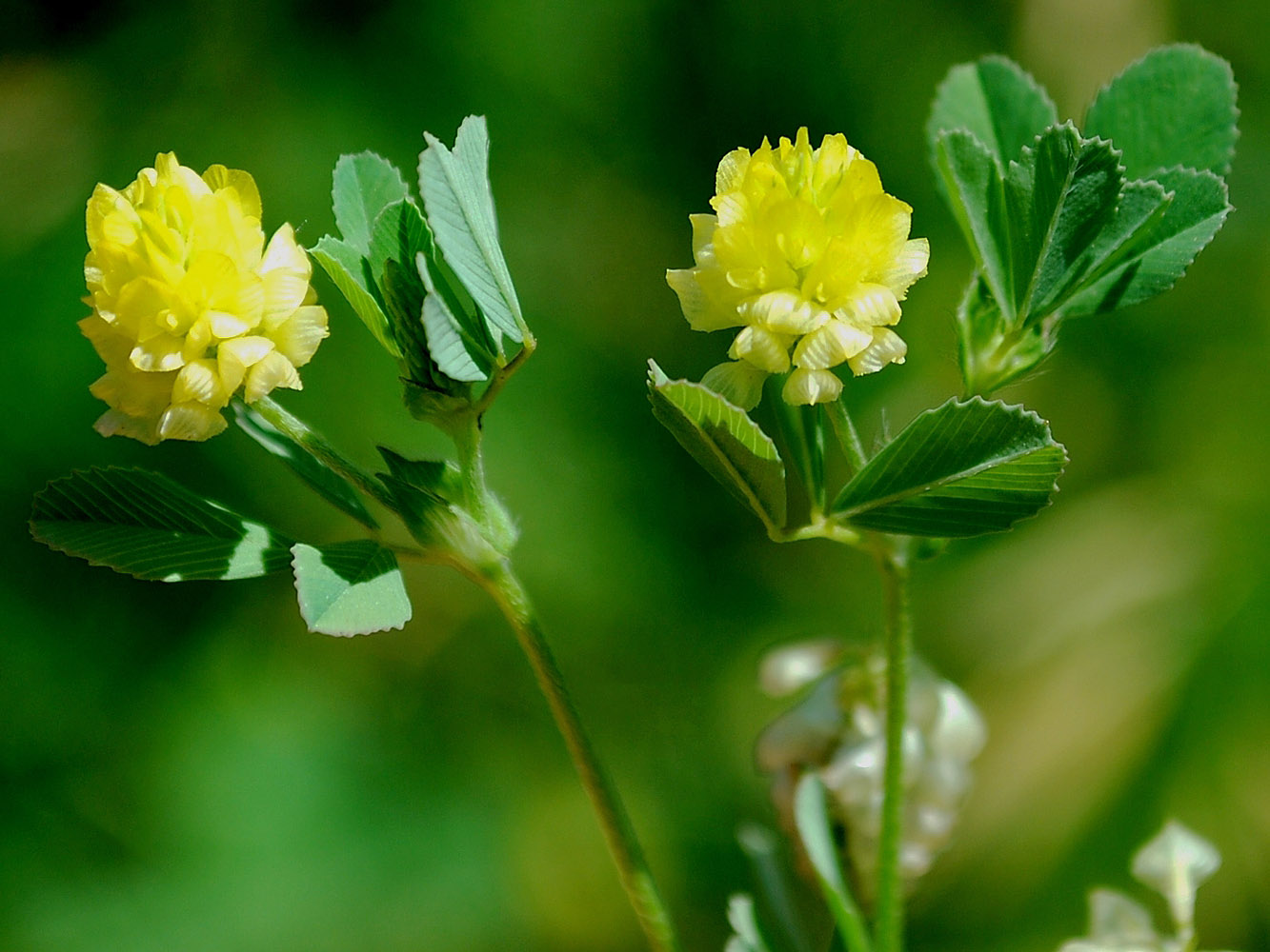 Image of Trifolium campestre specimen.