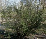 Ribes aureum. Растение, вышедшее из состояния зимнего покоя. Германия, г. Дюссельдорф, Ботанический сад университета. 10.03.2014.