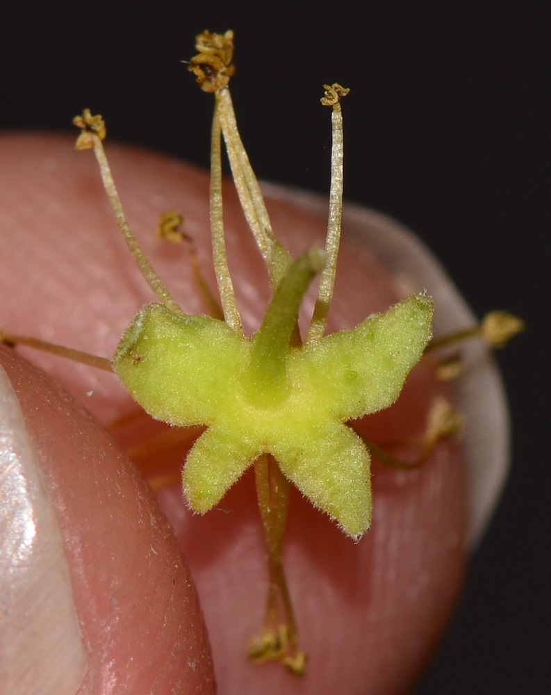 Image of Dovyalis caffra specimen.