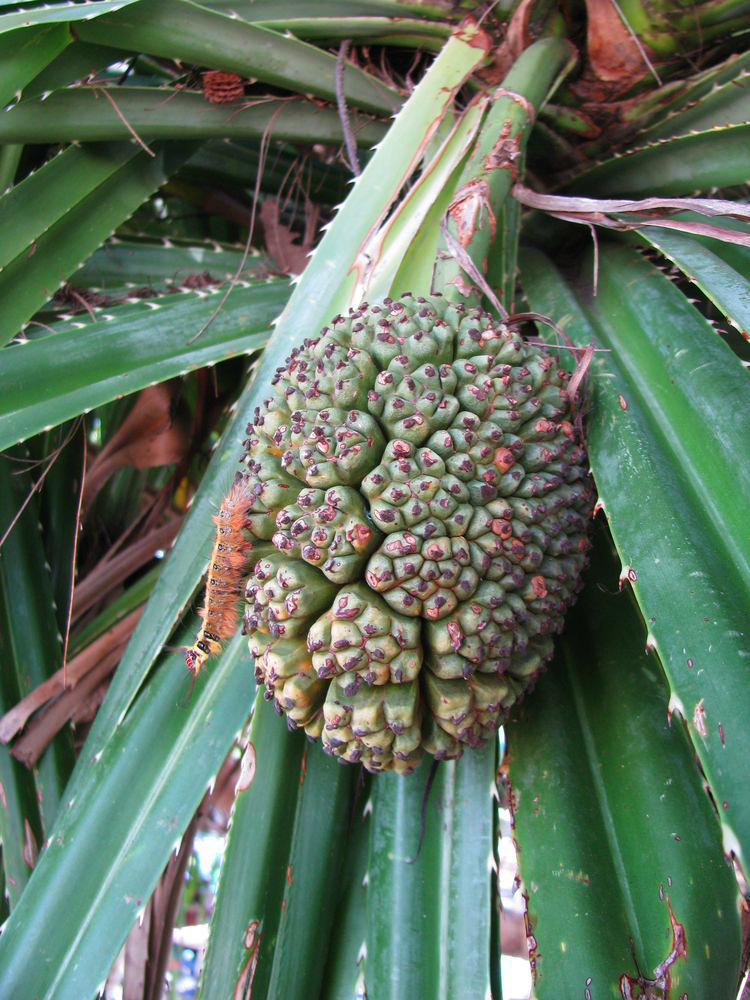 Image of Pandanus tectorius specimen.