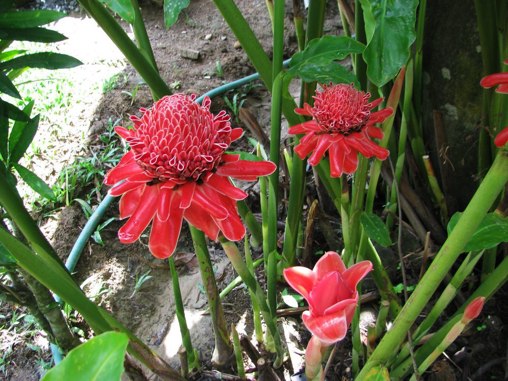 Image of Etlingera elatior specimen.