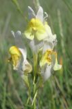 Linaria macroura