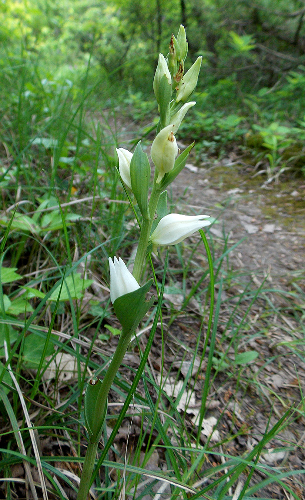 Изображение особи Cephalanthera epipactoides.