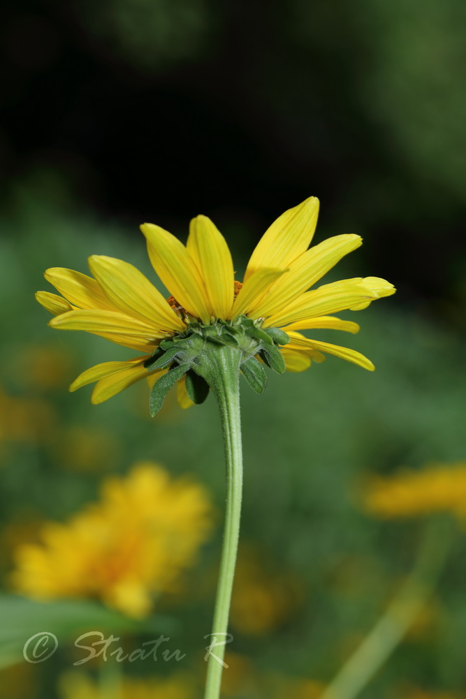 Image of Heliopsis helianthoides ssp. scabra specimen.