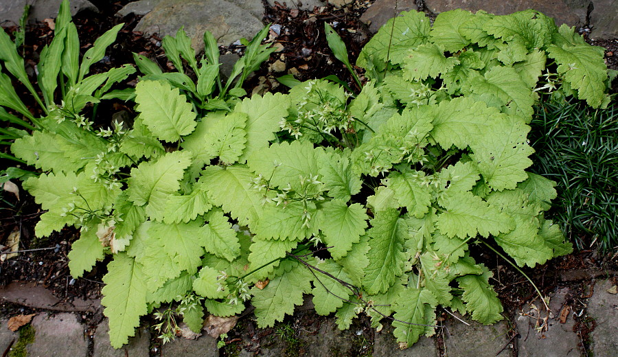 Image of Primula sieboldii specimen.