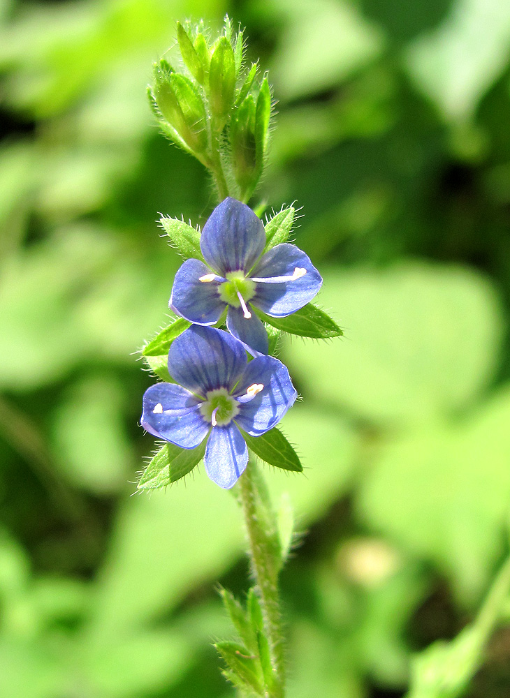 Image of Veronica magna specimen.