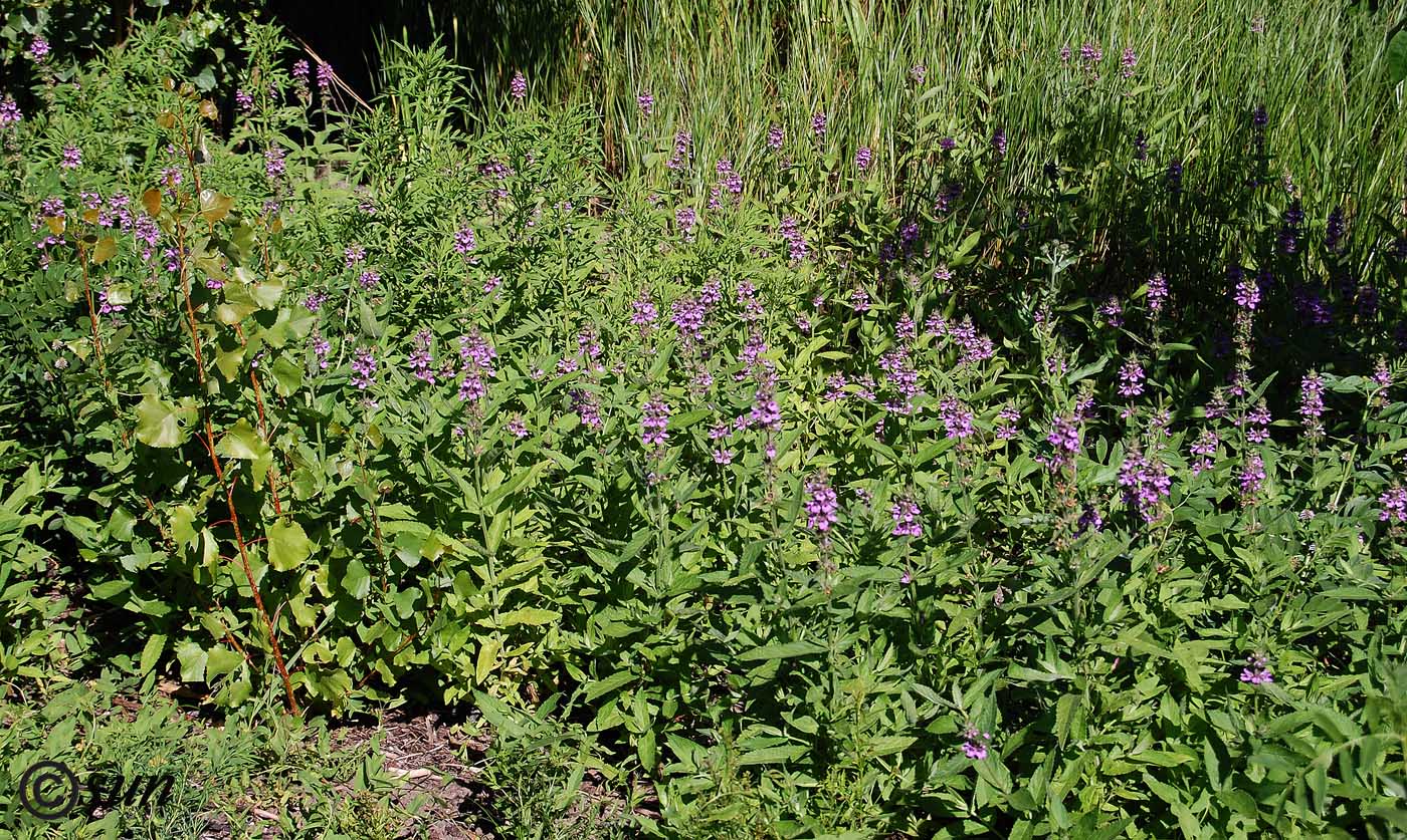 Изображение особи Stachys palustris.