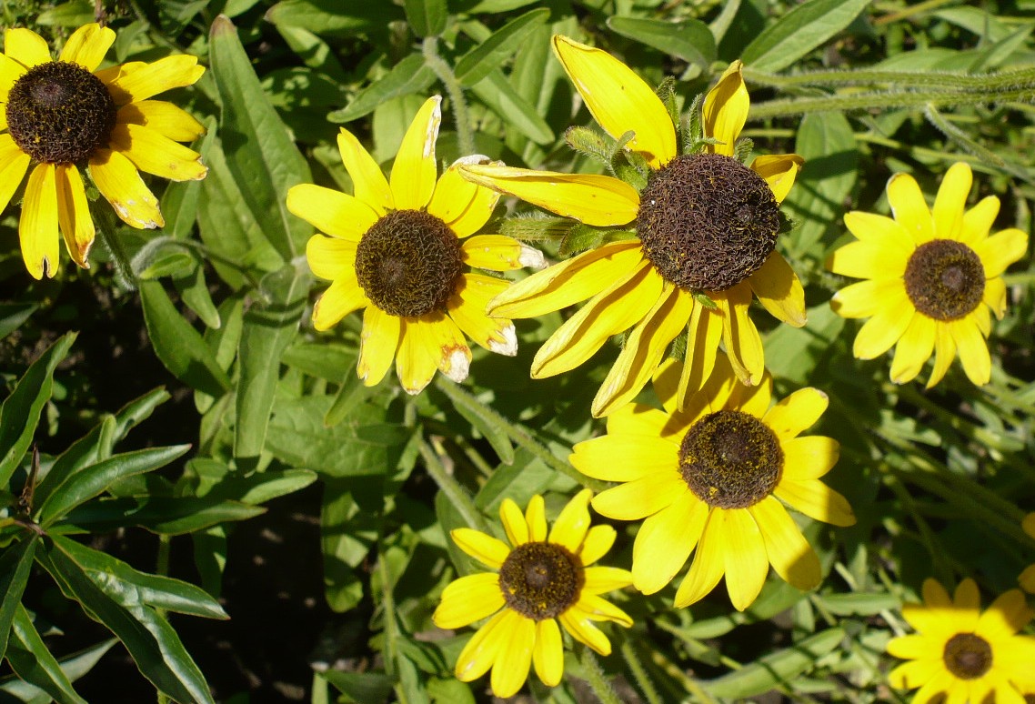 Изображение особи род Rudbeckia.