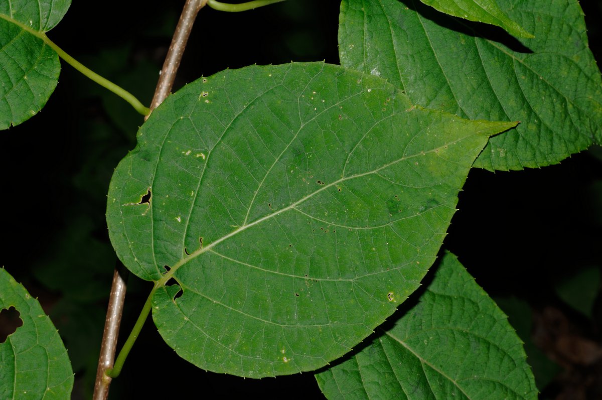 Image of Actinidia kolomikta specimen.